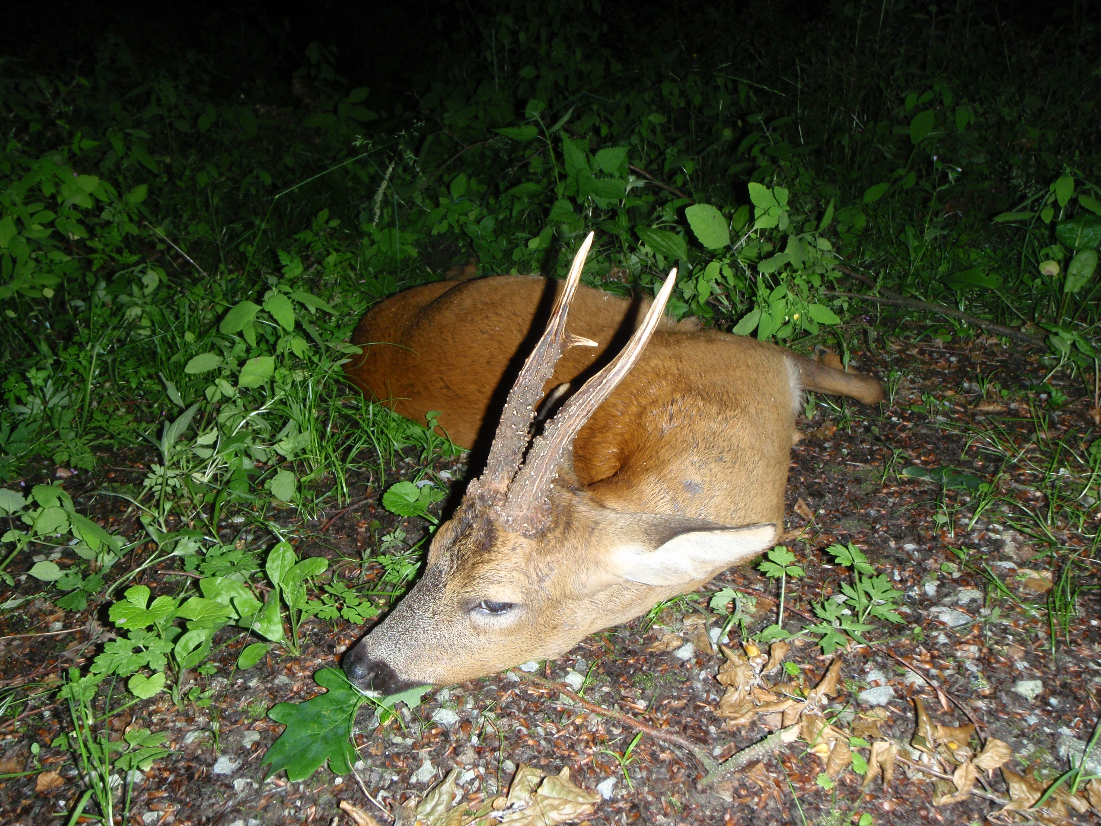 Bockjagd - Die beste Uhrzeit für die Bockerlegung