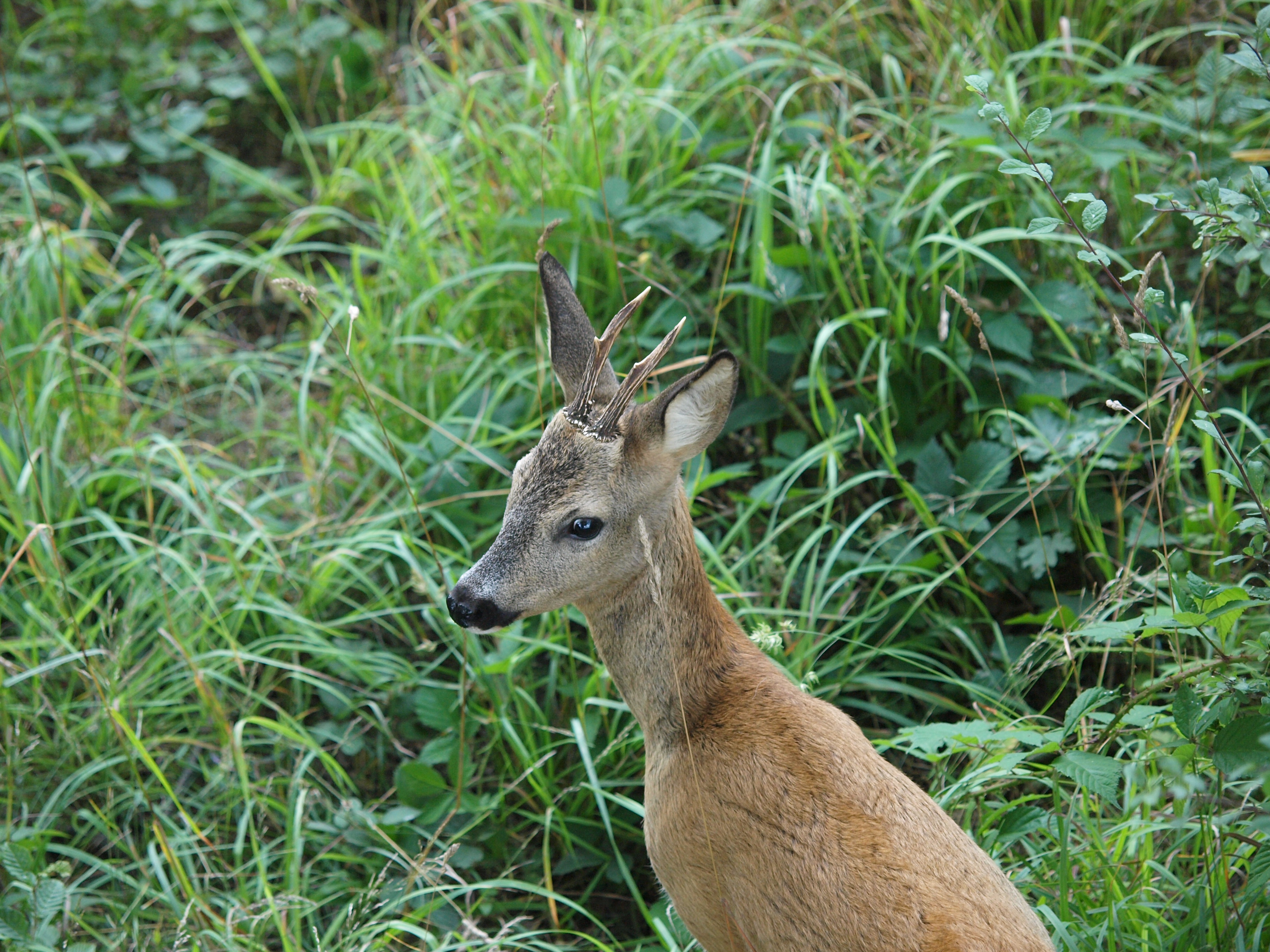 Bockjagd - Die beste Uhrzeit für die Bockerlegung