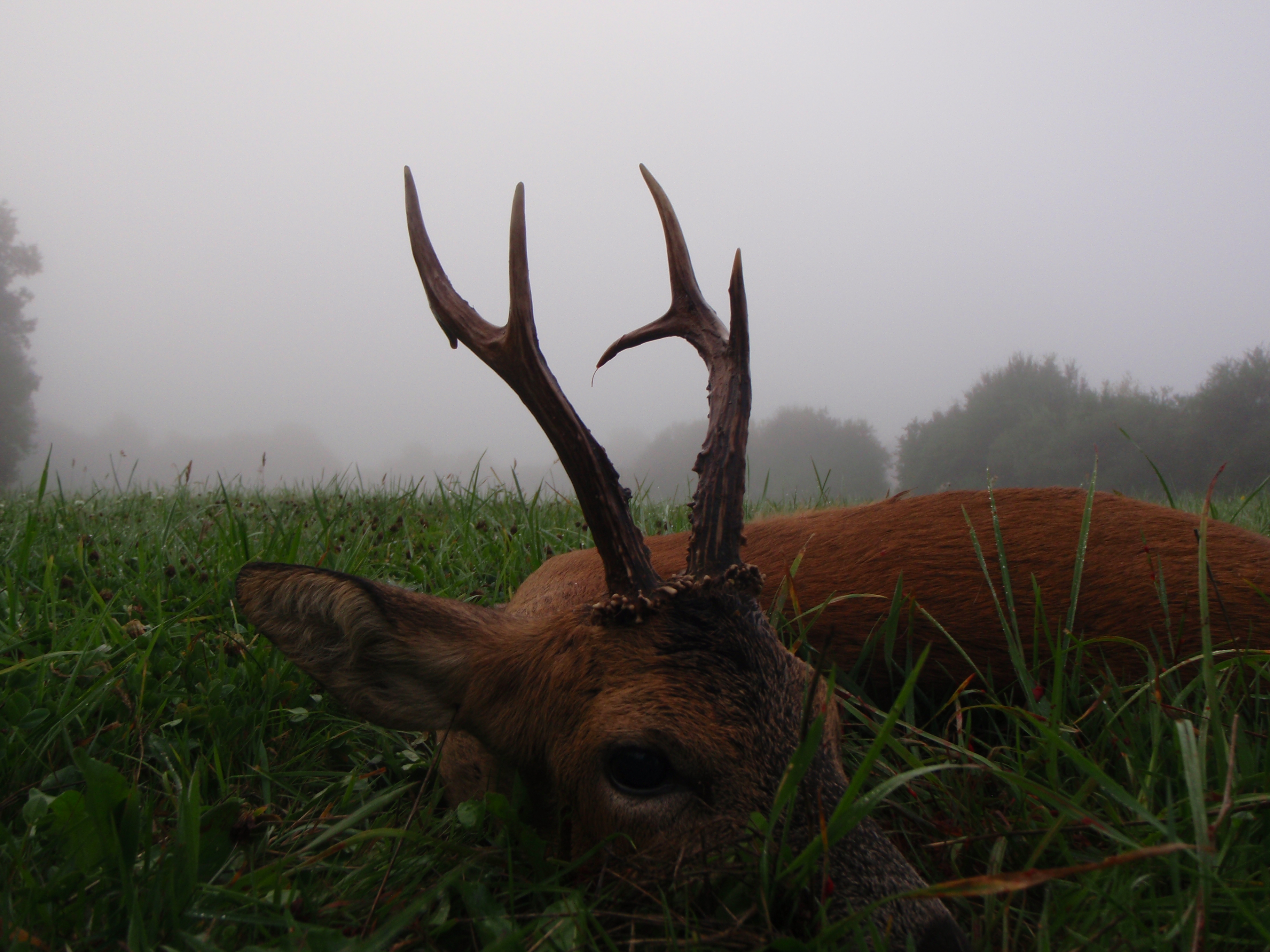 Bockjagd - Die beste Uhrzeit für die Bockerlegung