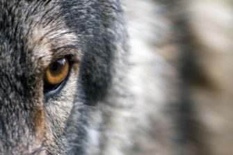 Mehr als 500 Wolfsrisse an Nutztieren in 2017