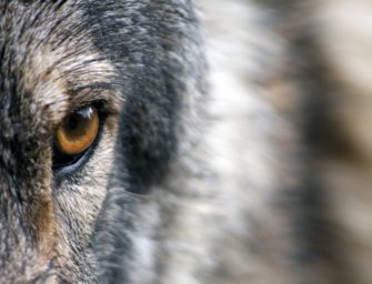 Mehr als 500 Wolfsrisse an Nutztieren in 2017