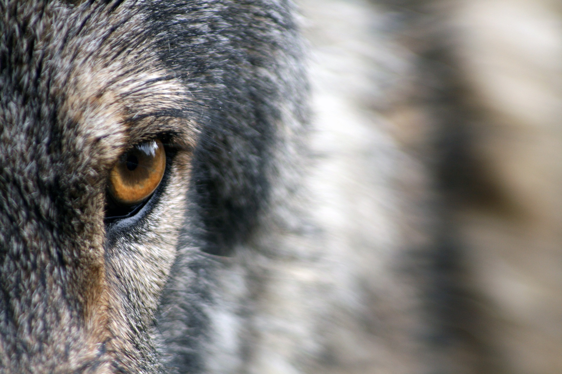 Mehr Als 500 Wolfsrisse An Nutztieren In 2017 L sung Ist Nicht In Sicht