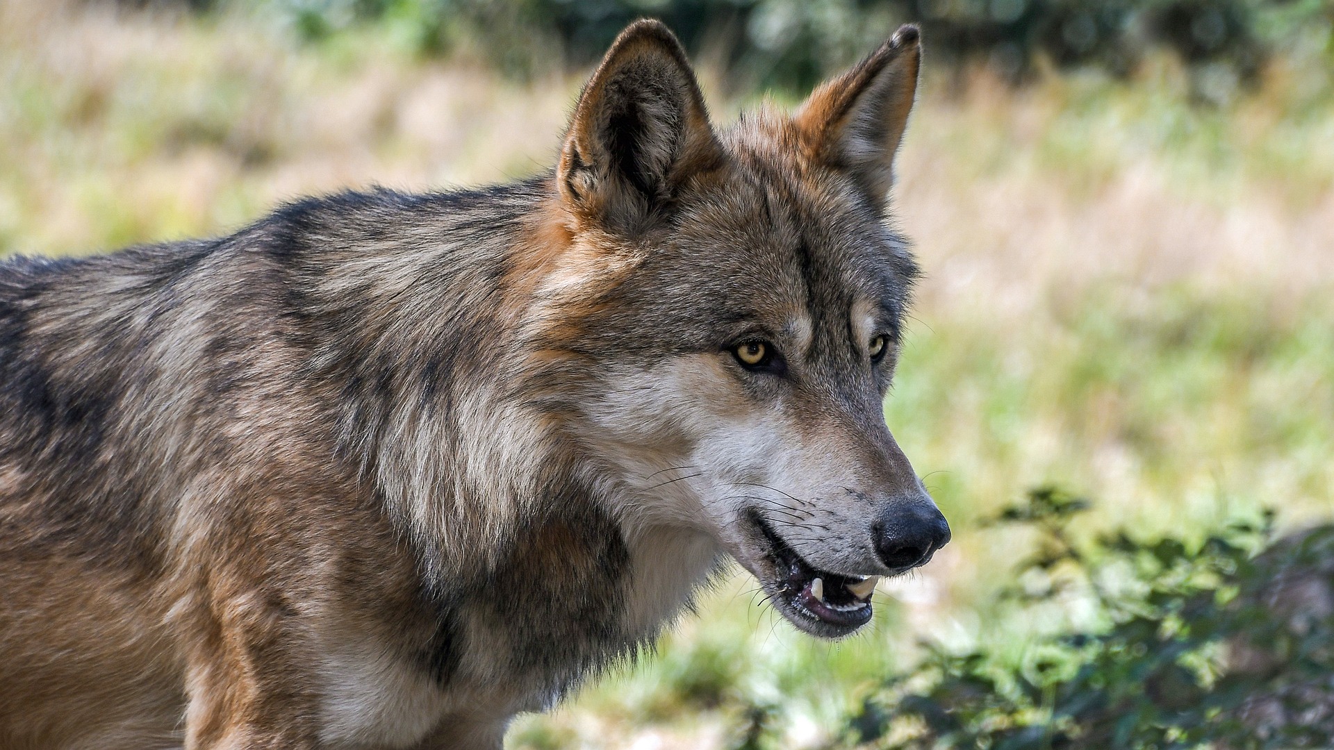 Mehr als 500 Wolfsrisse an Nutztieren in 2017