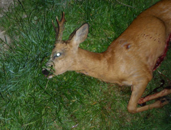 Rehwild aufbrechen in 5 einfachen Schritten
