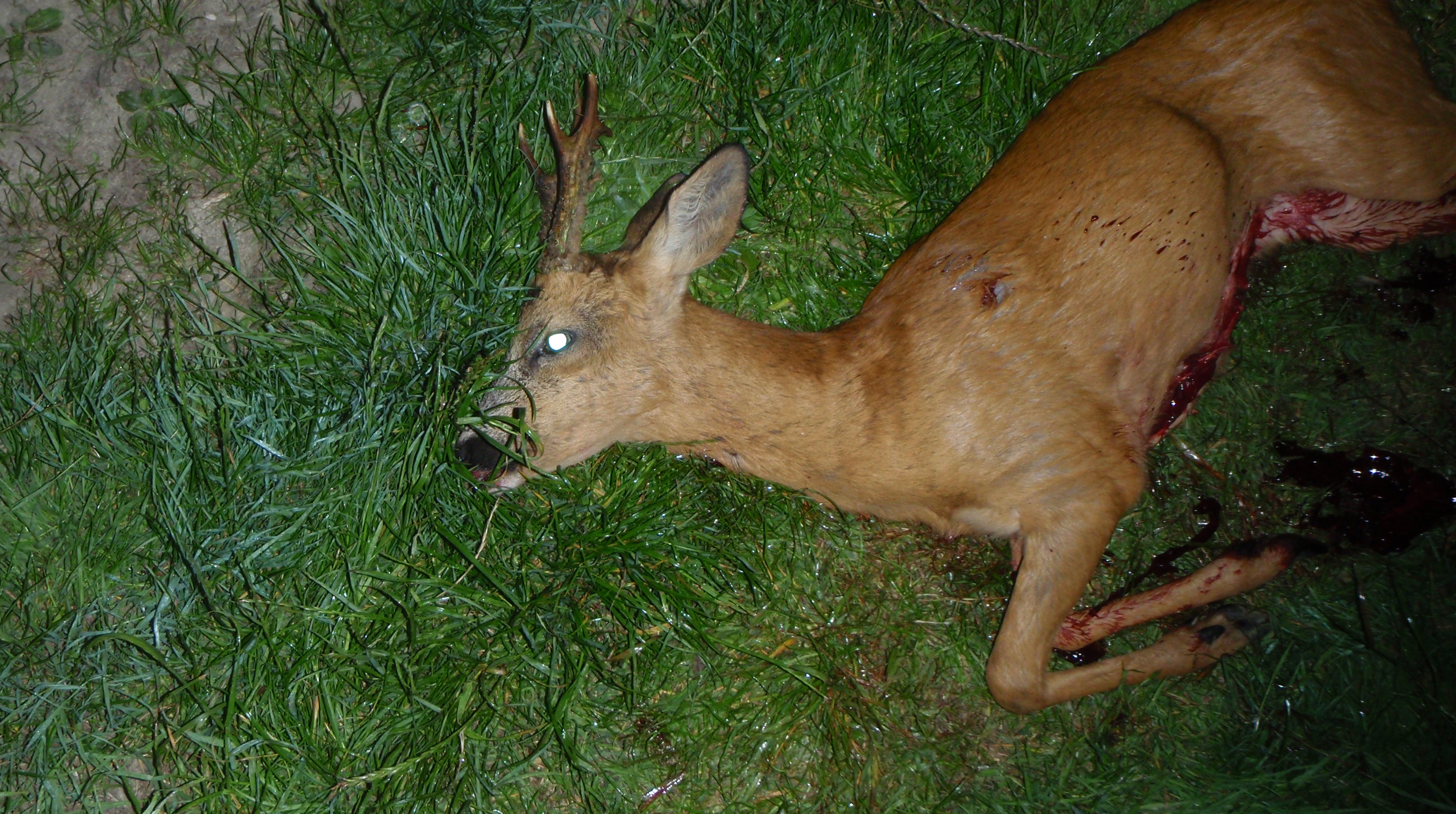 Rehwild Aufbrechen In 5 Einfachen Schritten So Wirds Gemacht