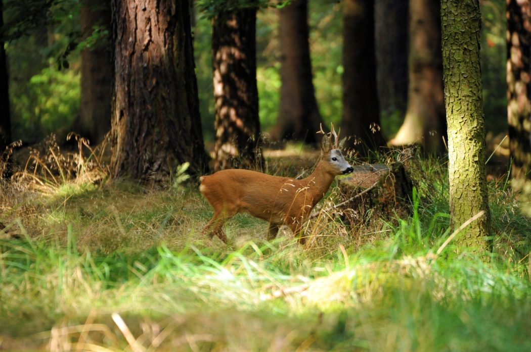 Rehbock im Wald