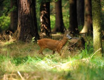 Jagd auf Rehwild ohne Abschussplan?