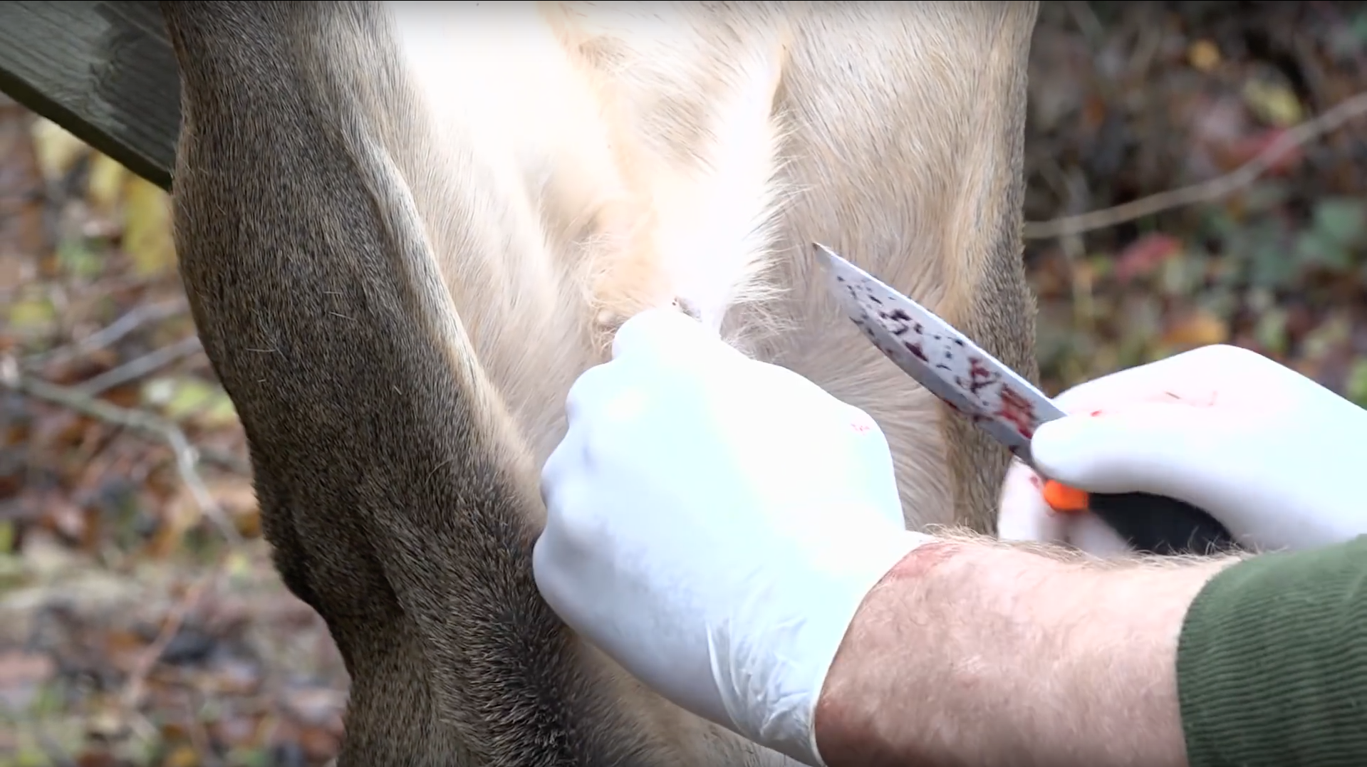 Rehwild aufbrechen in 5 einfachen Schritten