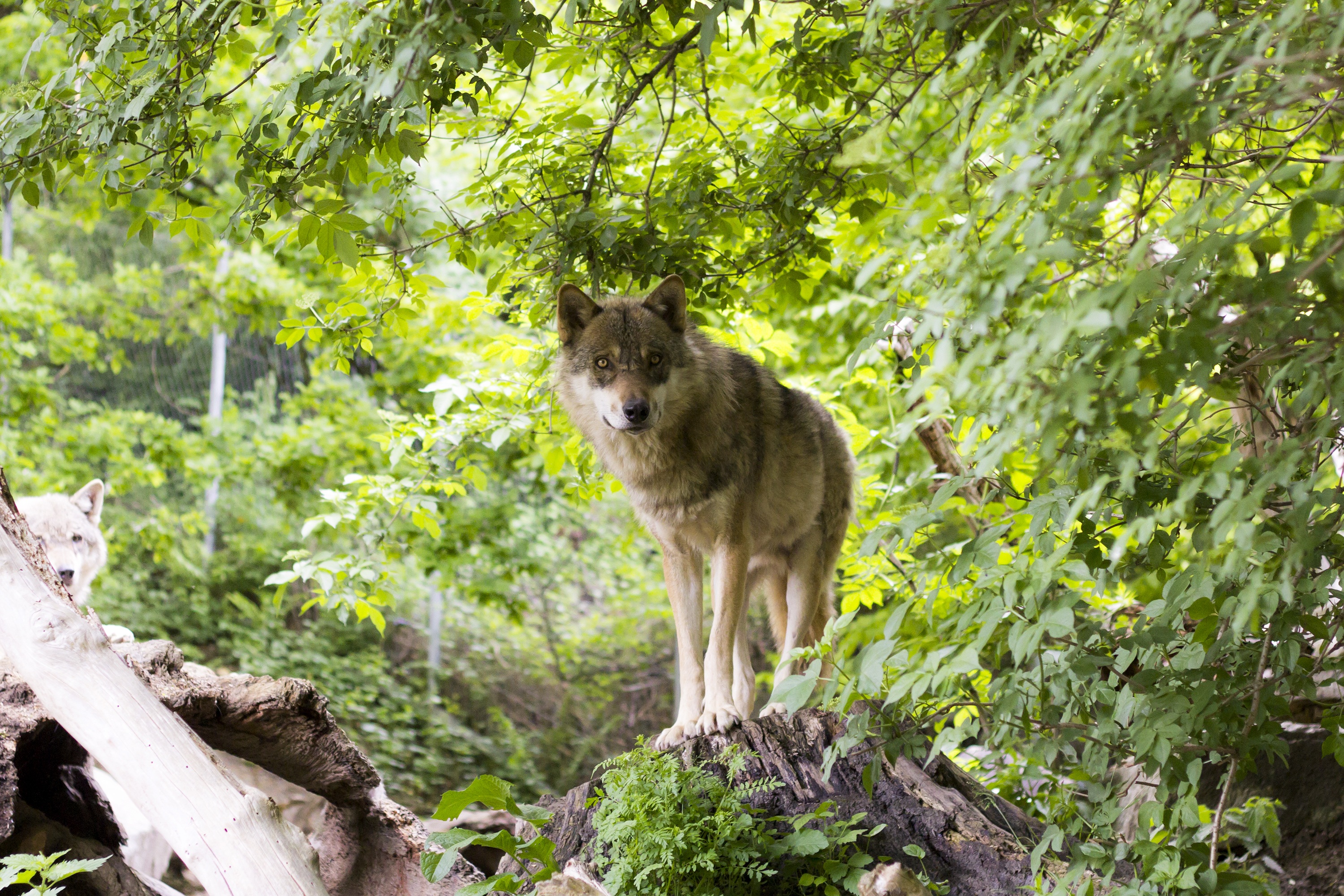 Sind die europäischen Wölfe größtenteils Hybriden? Das Thema Wolfshybrid beschäftigt nicht nur das Senckenberg-Institut, wie Dr. Nina Krüger berichtet.