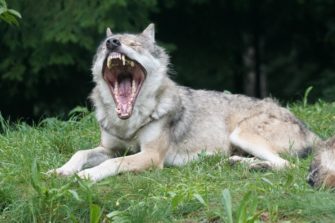 Wolf reisst 34 Schafe trotz Schutzhunden