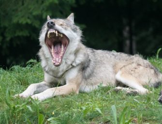 Wolf reisst 34 Schafe trotz Schutzhunden