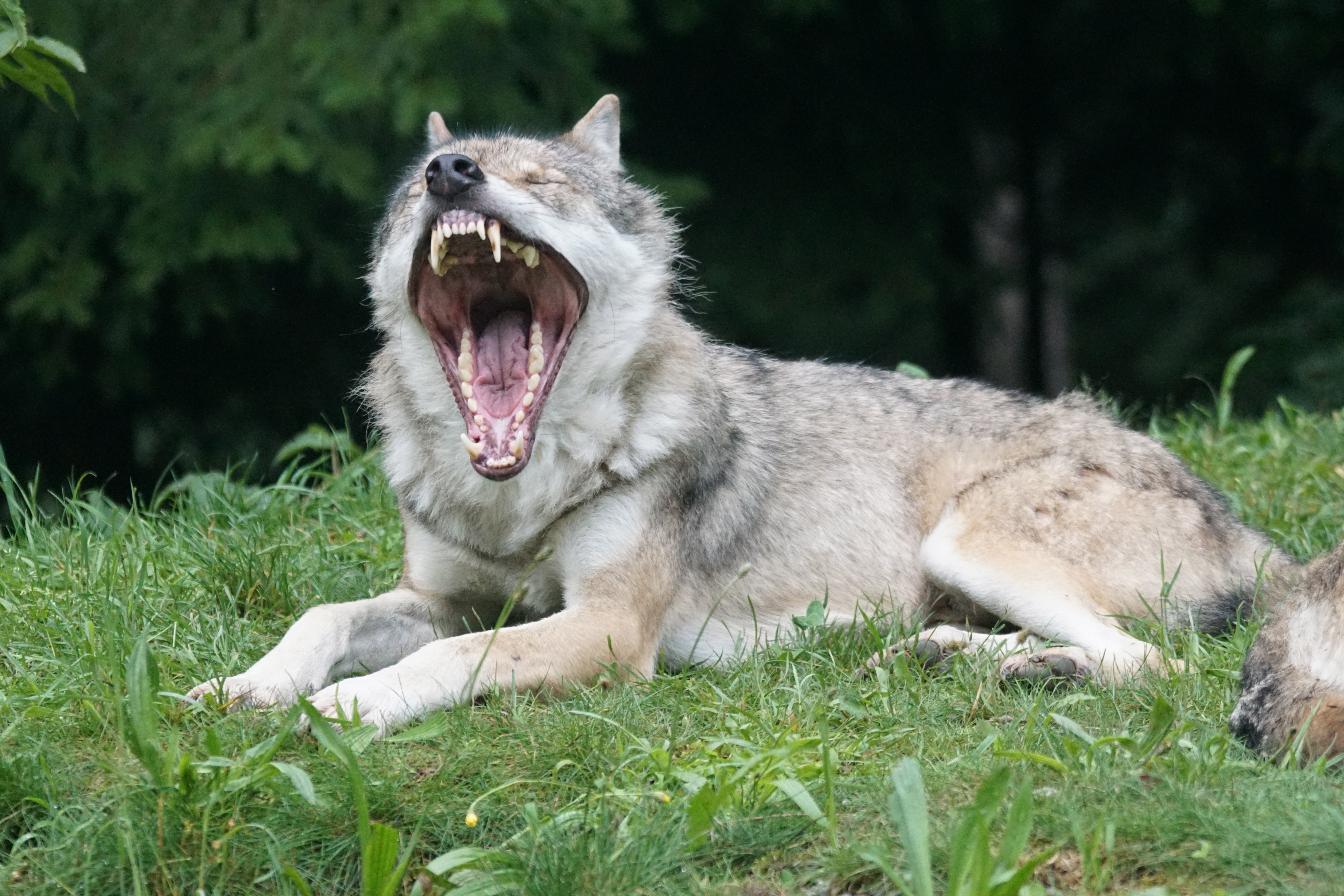 Sind die europäischen Wölfe größtenteils Hybriden? Das Thema Wolfshybrid beschäftigt nicht nur das Senckenberg-Institut, wie Dr. Nina Krüger berichtet.