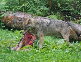 Über 40 Tiere tot – Wolfsrudel reisst Schafe in der Oberlausitz