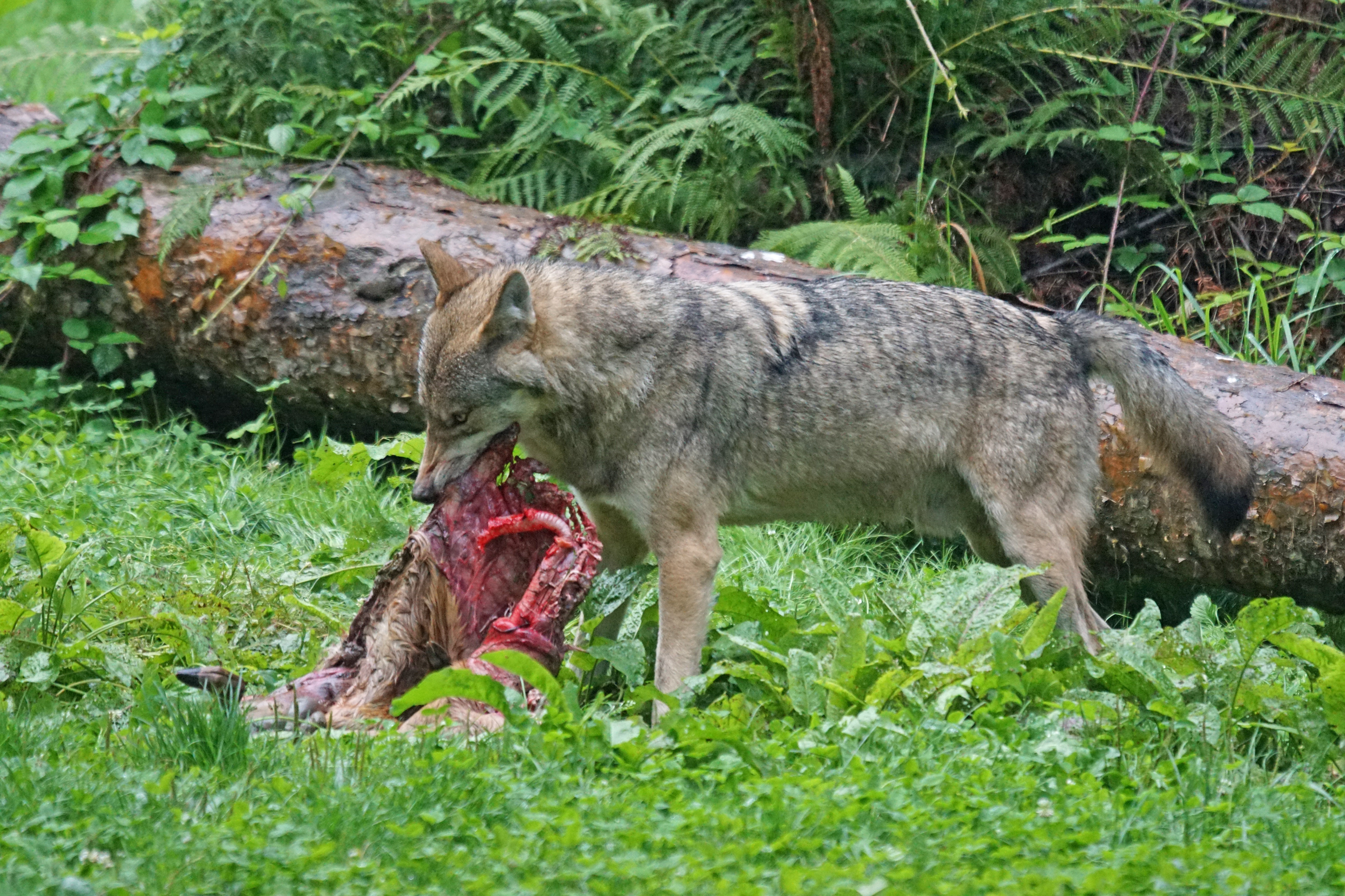 Sind die europäischen Wölfe größtenteils Hybriden? Das Thema Wolfshybrid beschäftigt nicht nur das Senckenberg-Institut, wie Dr. Nina Krüger berichtet.