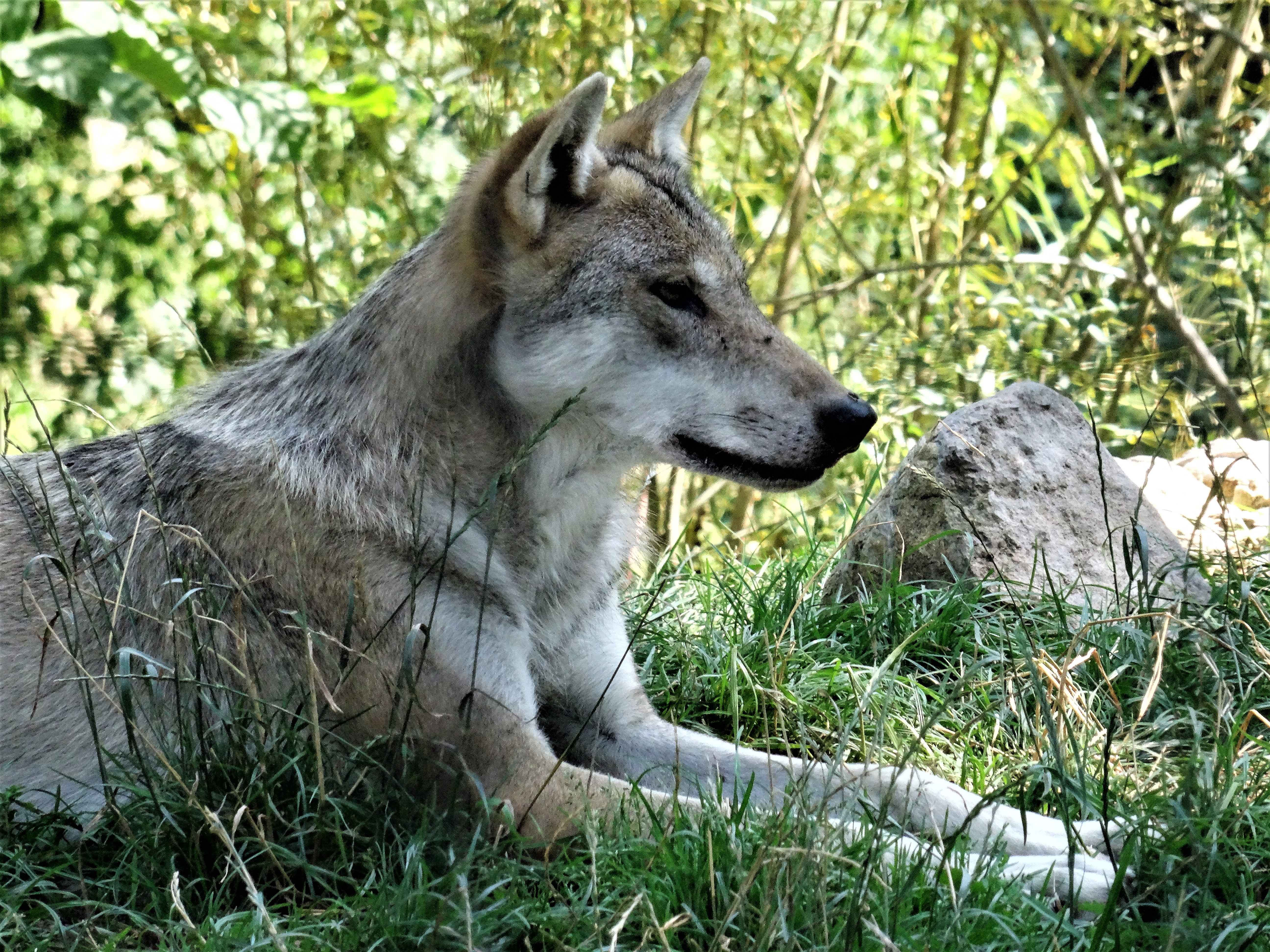 Sind die europäischen Wölfe größtenteils Hybriden? Das Thema Wolfshybrid beschäftigt nicht nur das Senckenberg-Institut, wie Dr. Nina Krüger berichtet.