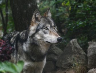 Abschuss von Wölfen straffrei?