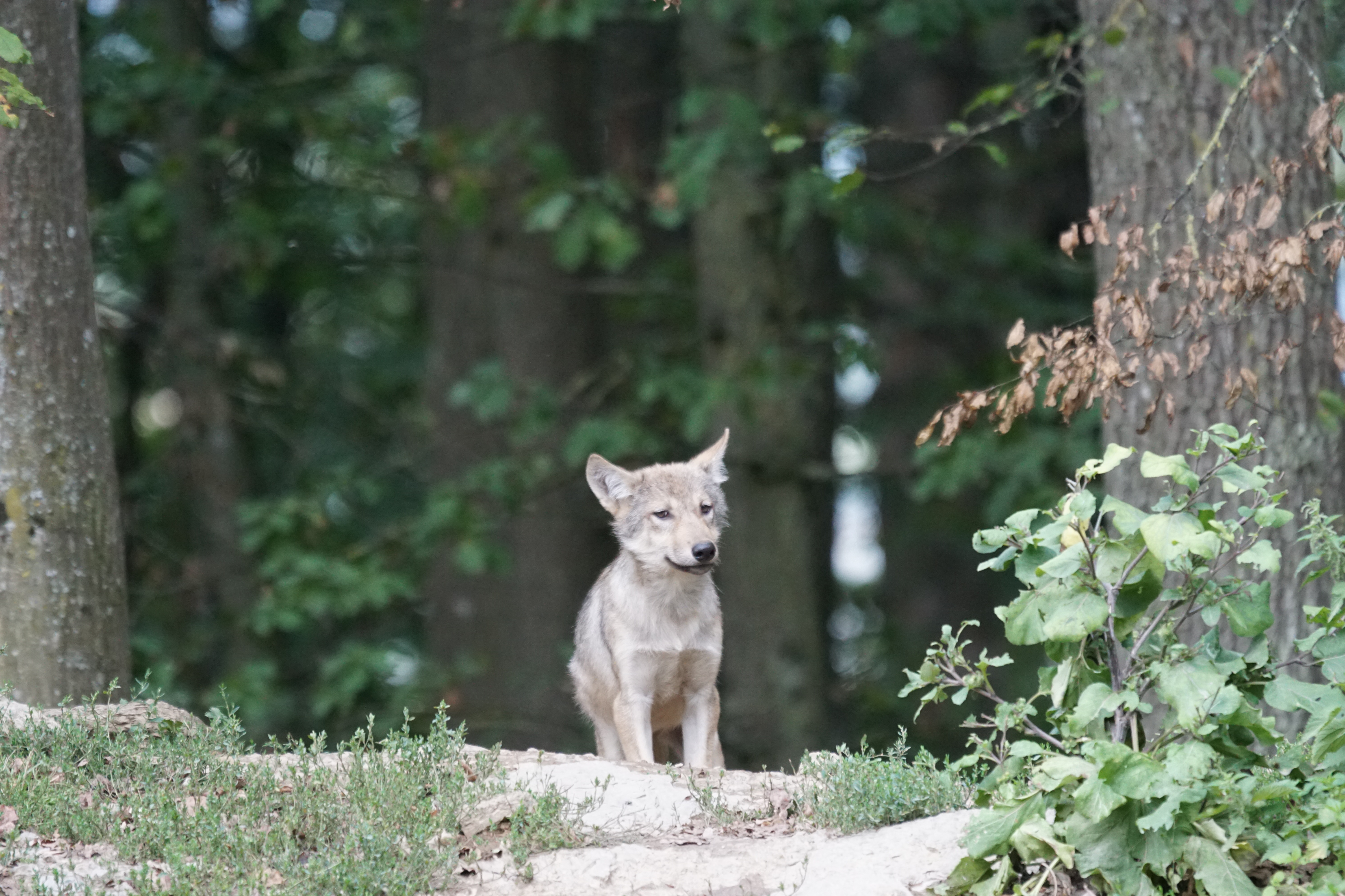 Sind die europäischen Wölfe größtenteils Hybriden? Das Thema Wolfshybrid beschäftigt nicht nur das Senckenberg-Institut, wie Dr. Nina Krüger berichtet.