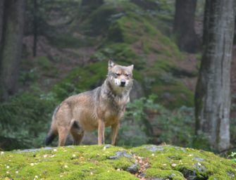 Polen – Wolf beißt Kinder!