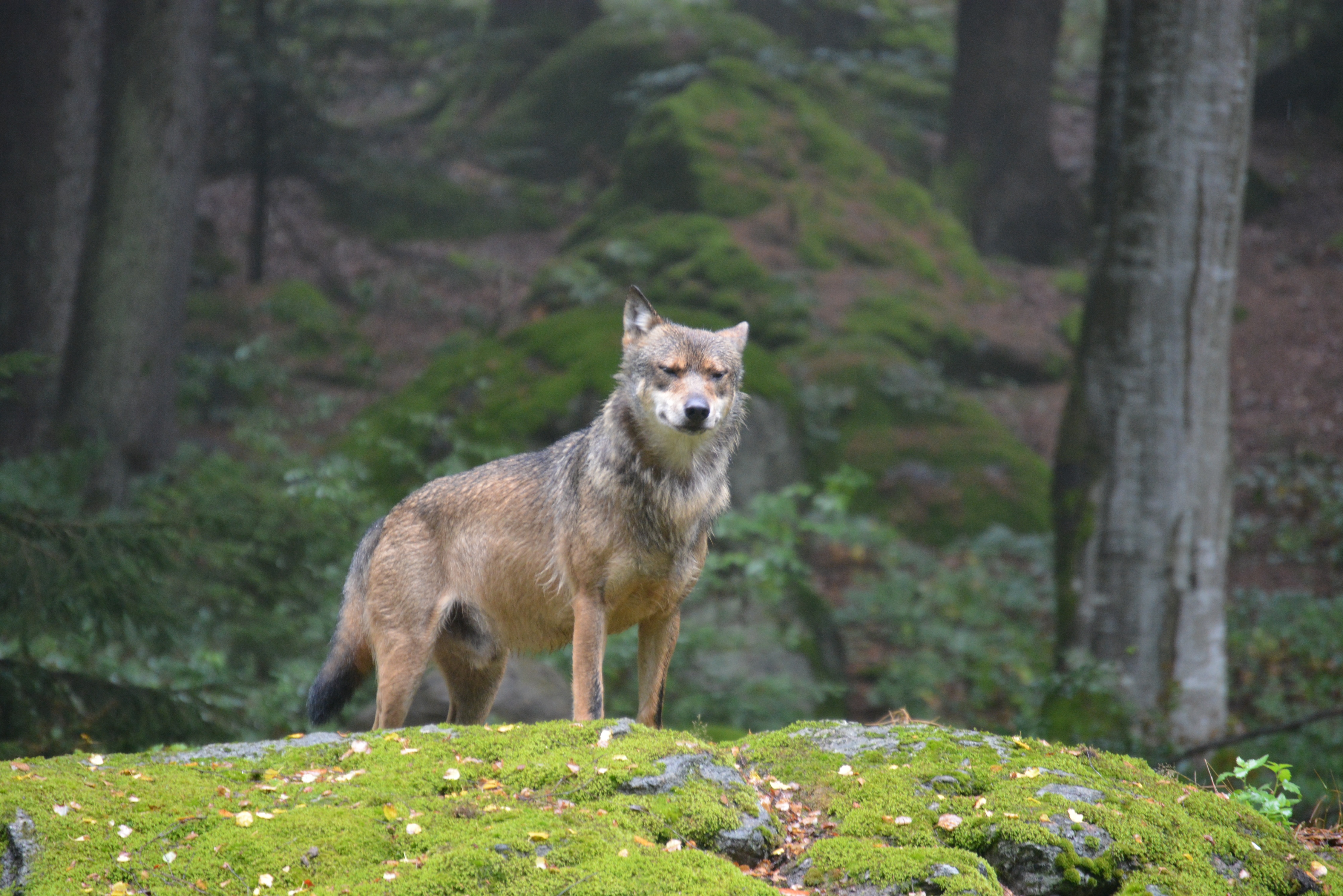 Sind die europäischen Wölfe größtenteils Hybriden? Das Thema Wolfshybrid beschäftigt nicht nur das Senckenberg-Institut, wie Dr. Nina Krüger berichtet.