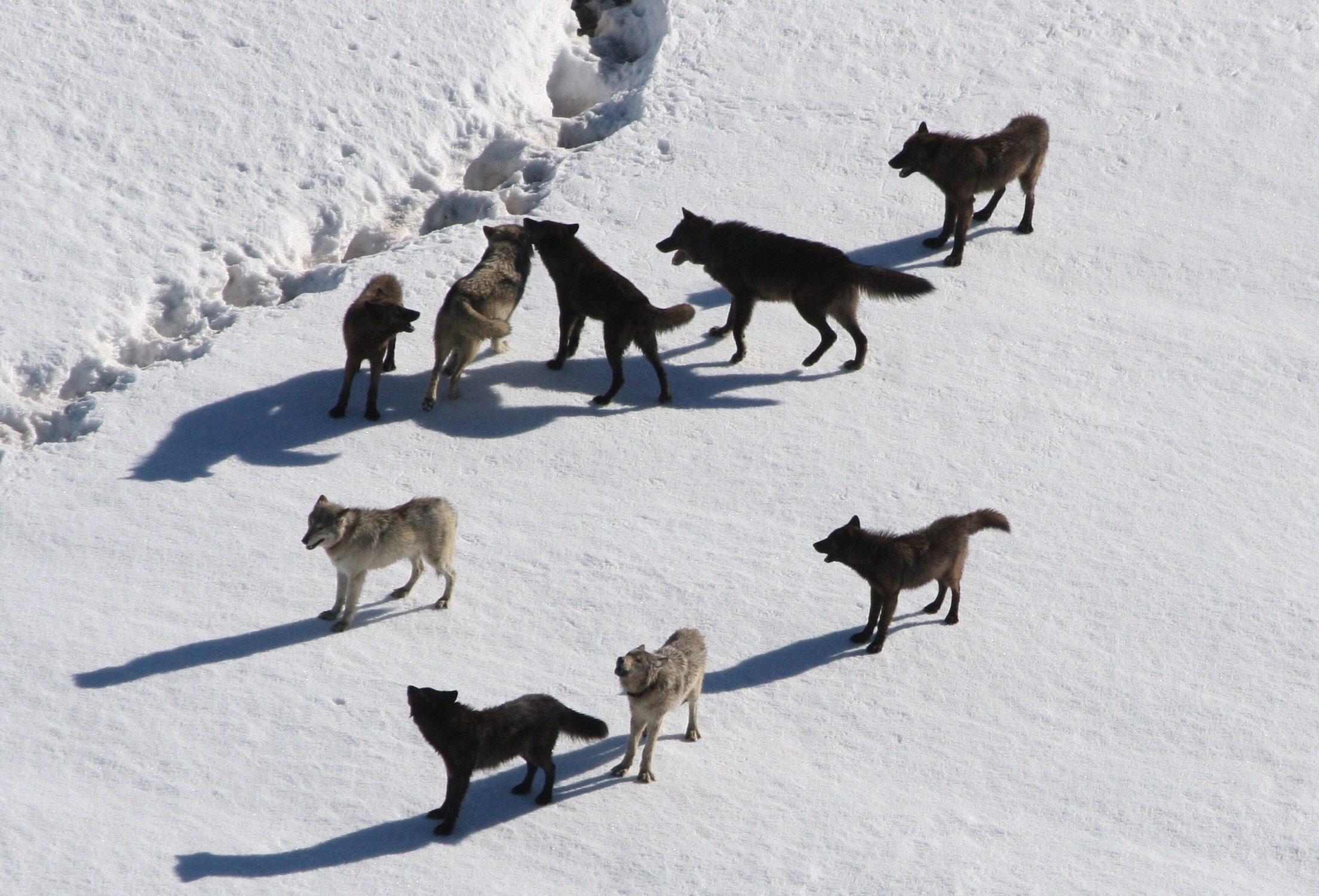 Sind die europäischen Wölfe größtenteils Hybriden? Das Thema Wolfshybrid beschäftigt nicht nur das Senckenberg-Institut, wie Dr. Nina Krüger berichtet.