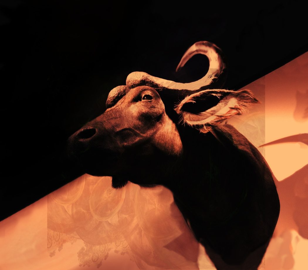 Cargolux verweigert Trophäentransport