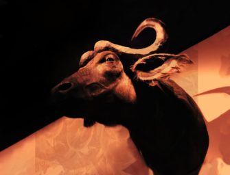 Cargolux verweigert Trophäentransport