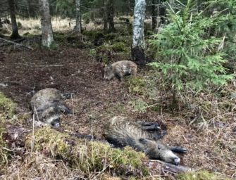 Dänemark baut Zaun gegen ASP-Ausbreitung