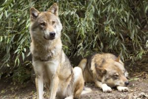 Nachsucheführer stehen in Sachsen vor einem Problem. Wölfe erschweren Nachsuchen, da sie sofort das angeschossene Wild in Besitz nehmen.