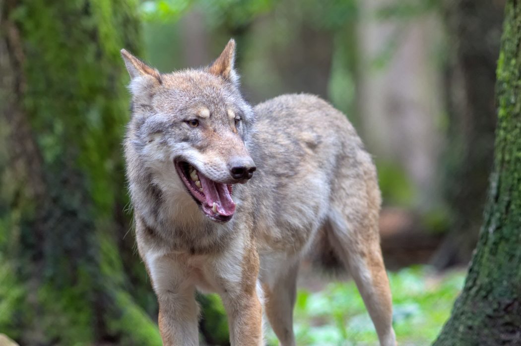 wolf-1458802_1920