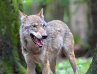 Wölfe erschweren Nachsuchen