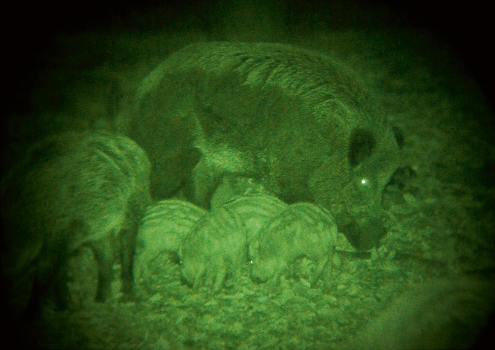 Nachtsichtgerät Jahnke Nachtsichtgeräte - Neue Technik für die Jagd