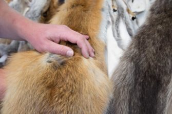 DJV Projekt Fellwechsel: Pelz aus heimischer Jagd