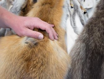 DJV Projekt Fellwechsel: Pelz aus heimischer Jagd