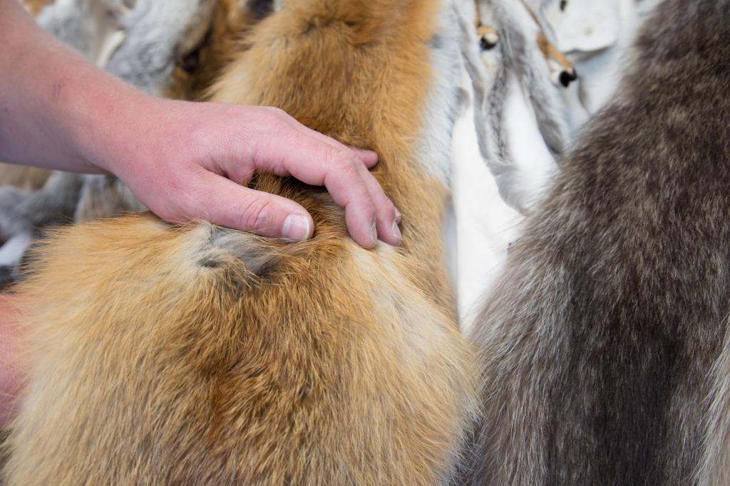 Langes Grannenhaar und dichte Unterwolle Verena Menauer LJV BW