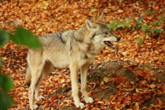 Absurd: Wölfe füttern in Niedersachsen verboten