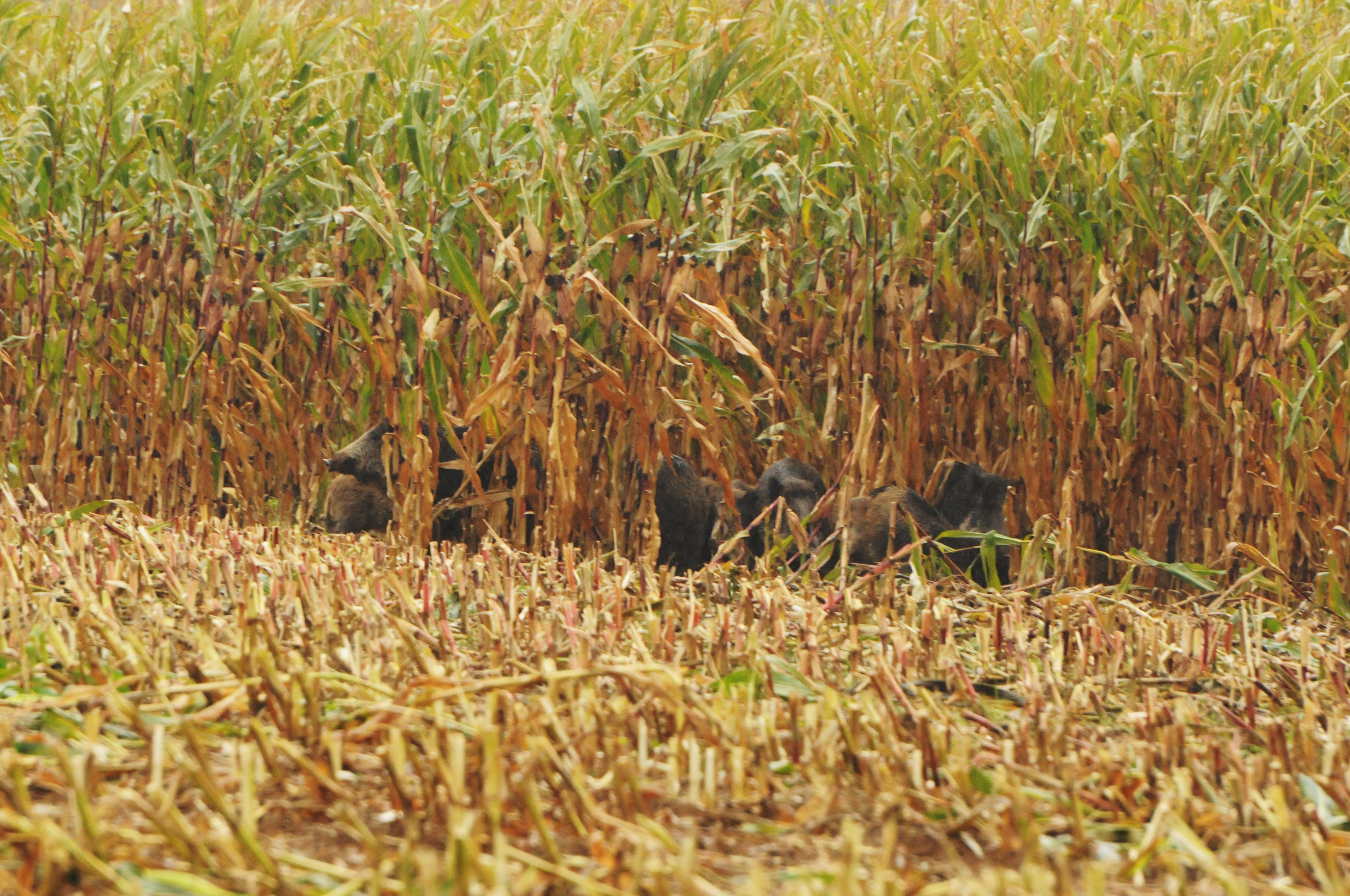 Maisjagd - Mann durch Querschläger getötet Mais Maisjagd Sauen Wildschwein Erntejagd