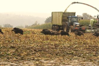 Maisjagd – Mann durch Querschläger getötet