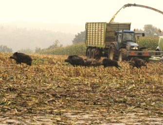 Maisjagd – Mann durch Querschläger getötet