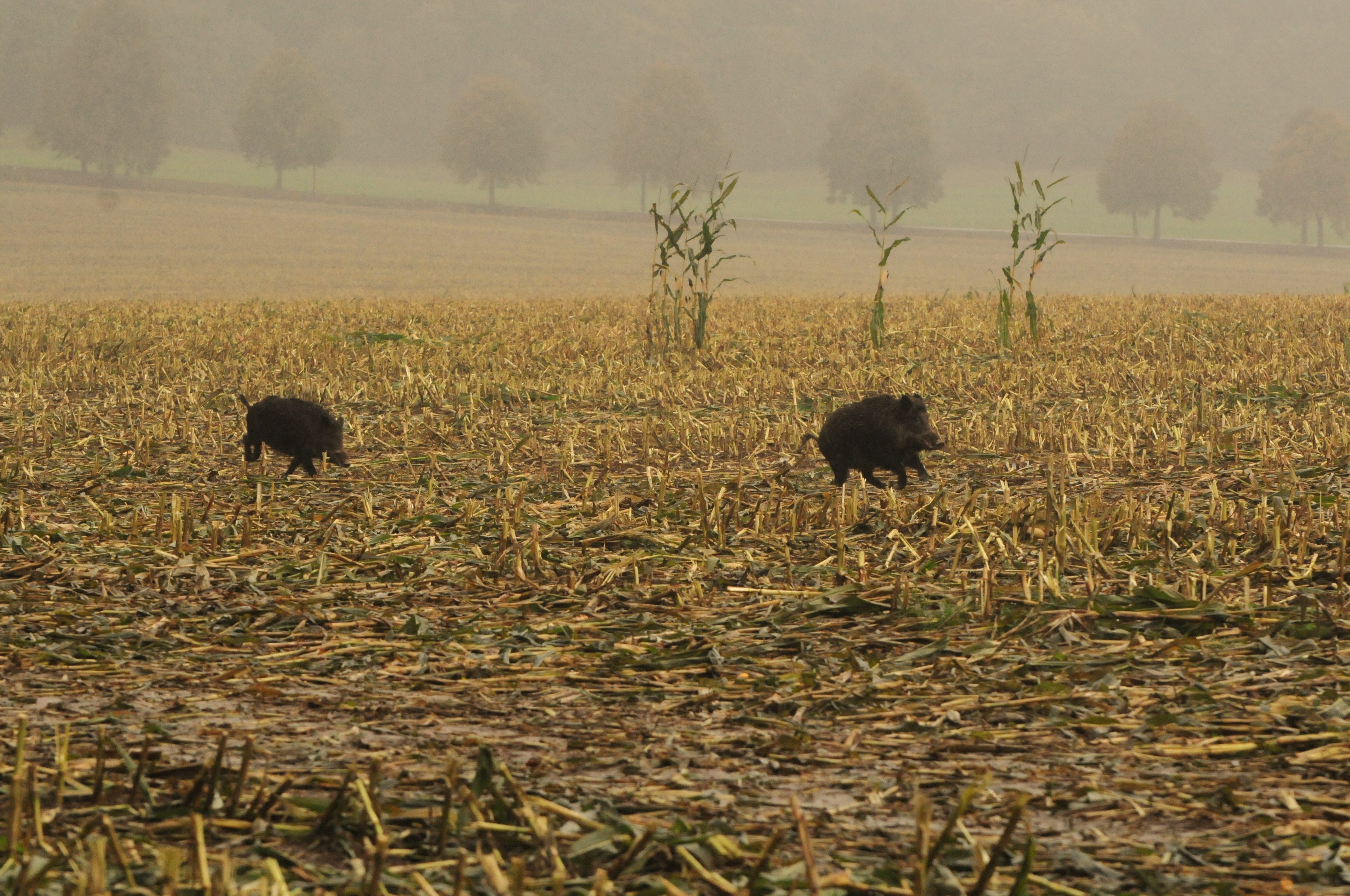 Maisjagd - Mann durch Querschläger getötet Mais Maisjagd Sauen Wildschwein Erntejagd