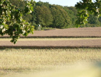 DJV gibt Tipps zur Sommerhitze im Revier
