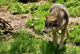 Wolfsmonitoring: schon 16 Wolfsrudel in Niedersachsen