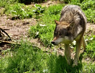 Wolfsmonitoring: schon 16 Wolfsrudel in Niedersachsen