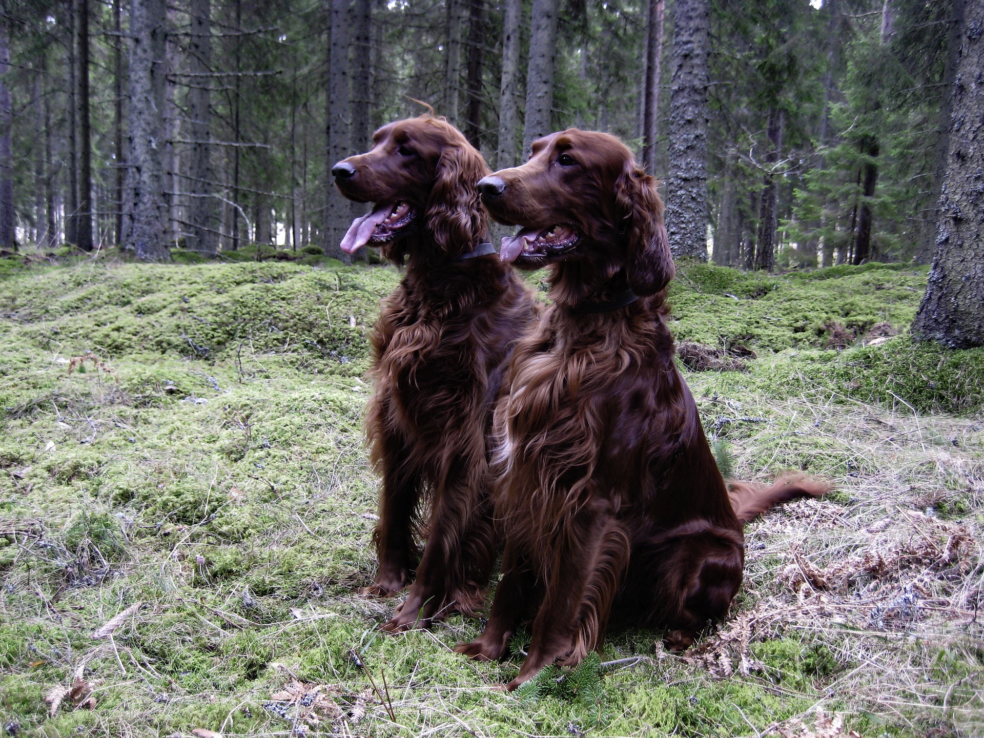 Irish Setter (Symboldbild) @pixabay