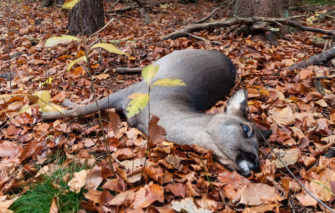 Tierfund-Kataster: App gegen Wildunfälle