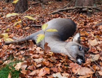 Tierfund-Kataster: App gegen Wildunfälle