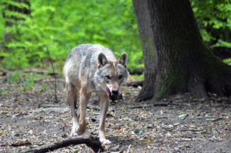 Brandenburg: Drei Wölfe attackieren Hund!