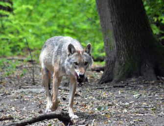 Brandenburg: Drei Wölfe attackieren Hund!