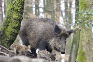 SPD, CDU und AfD haben für ein neues Jagdgesetz gestimmt. Das Gesetz enthält neue Regelungen für die ASP, Schalldämpfer, die Erntejagd und Nutria.