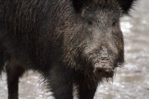 Niedersachsen führt eine Wildschweinprämie ein, um der ASP vorzubeugen. Pro Stück Fallwild und erlegten Wildschwein zahlt das Land 50 Euro.