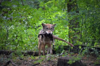 DJV begrüßt Wolfsinitiative im Bundesrat